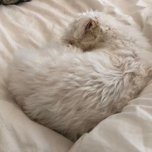 Meet your Posher, Libby